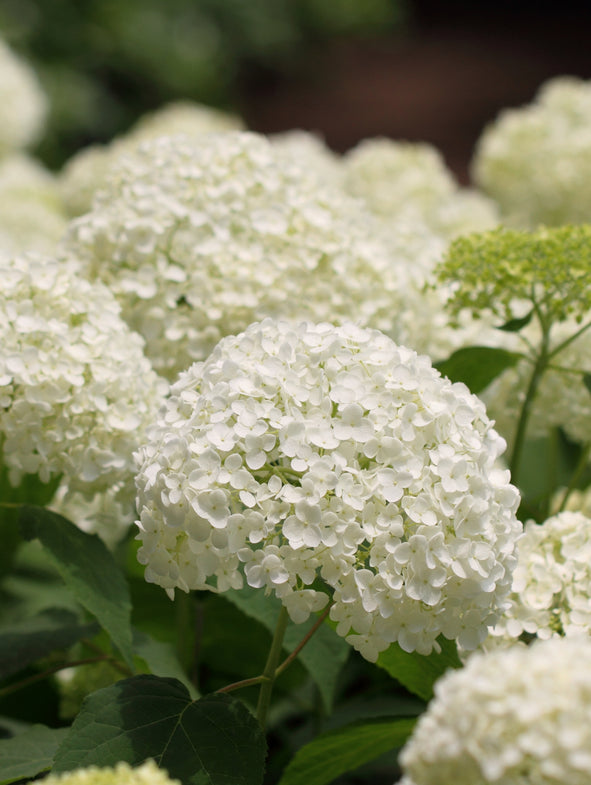Hydrangea Strong Annabelle